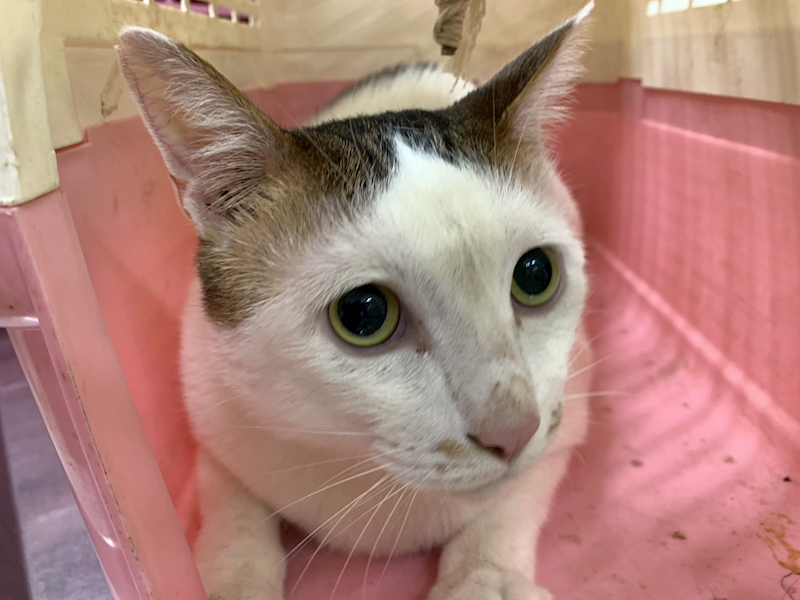 臺北市動物之家,編號:425076, 混種貓                 