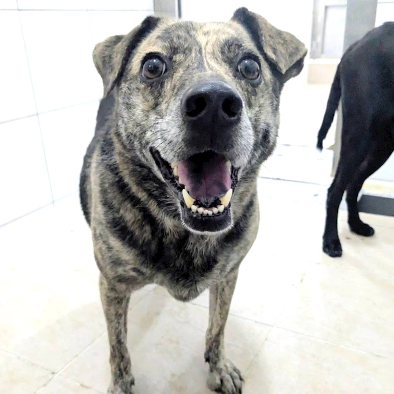 新竹縣動物保護教育園區,編號:196751, 混種犬          