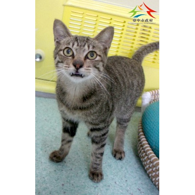 臺中市動物之家后里園區,編號:433334, 混種貓                 