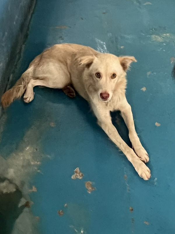 苗栗縣動物保護教育園區,編號:426004, 混種犬          