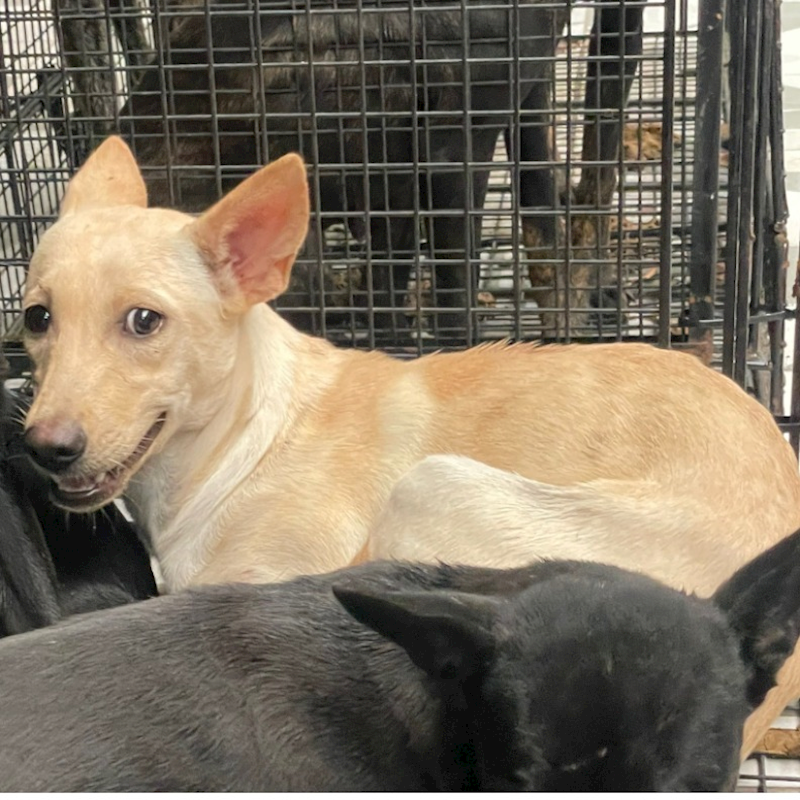 苗栗縣動物保護教育園區,編號:379921, 混種犬          