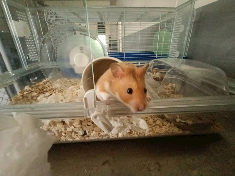 新竹市動物保護教育園區,編號:421621, 黃金鼠