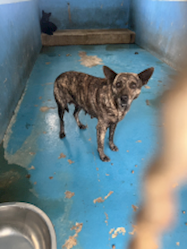 苗栗縣動物保護教育園區,編號:435201, 混種犬          