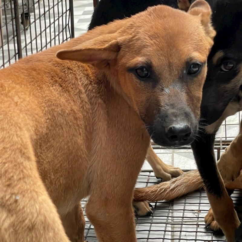 苗栗縣動物保護教育園區,編號:358278, 混種犬          