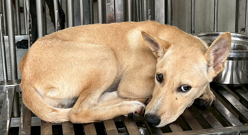 花蓮縣狗貓躍動園區,編號:427528, 混種犬          