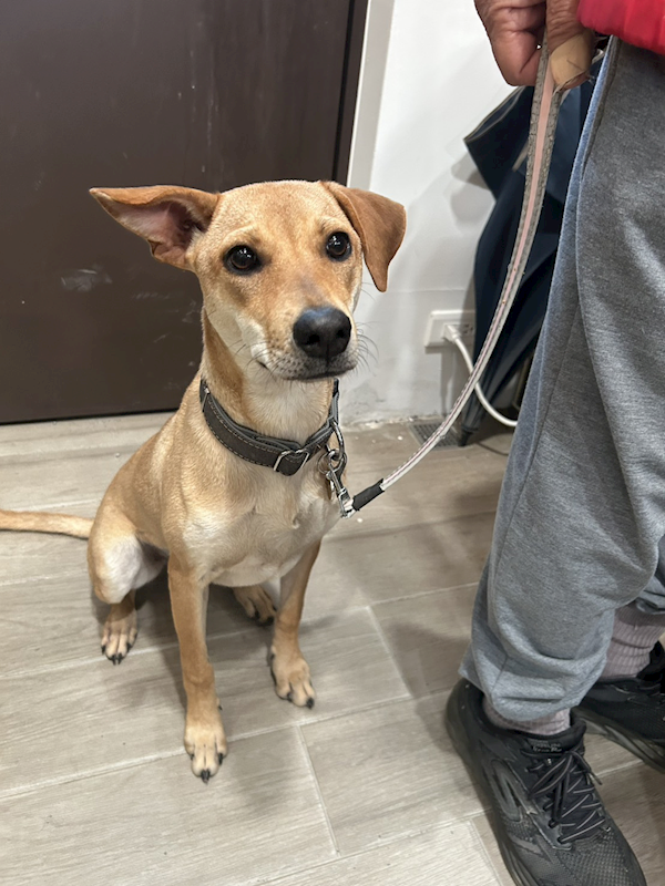 新北市中和區公立動物之家,編號:435187, 混種犬          