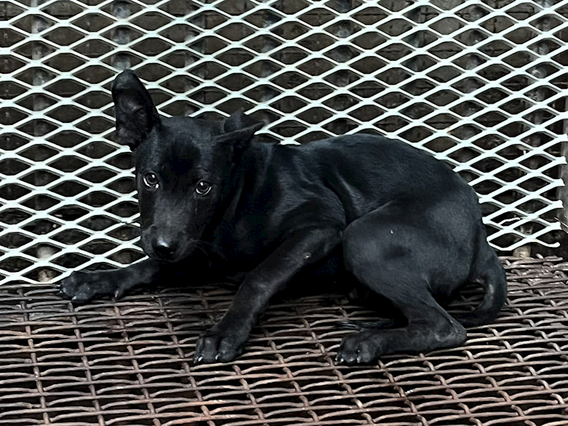 彰化縣流浪狗中途之家,編號:435189, 混種犬          