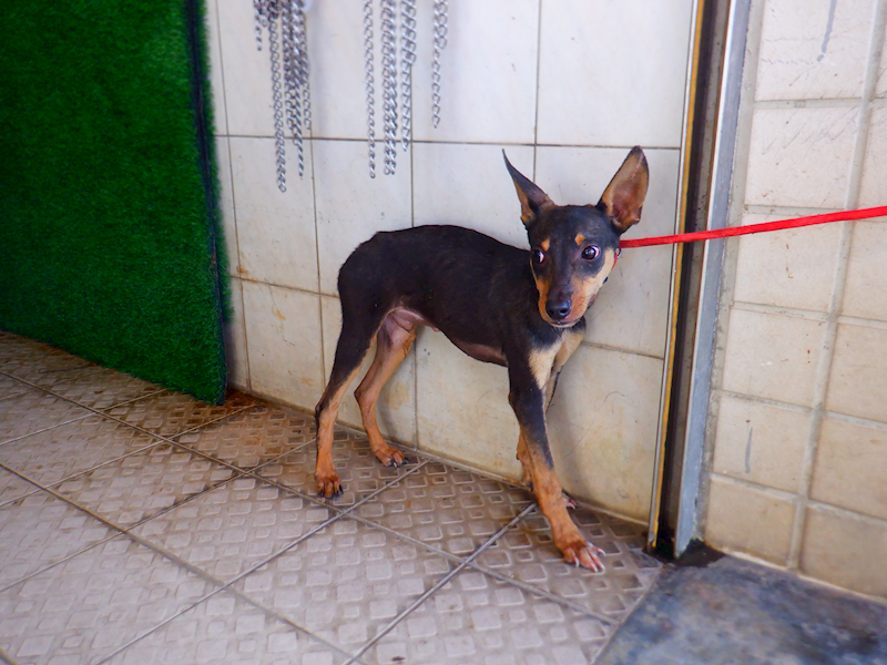 南投縣公立動物收容所,編號:435183, 混種犬          