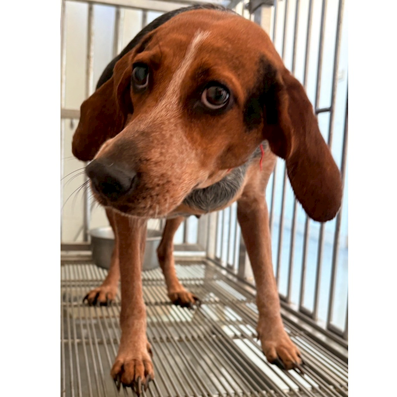 花蓮縣狗貓躍動園區,編號:434274, 混種犬          