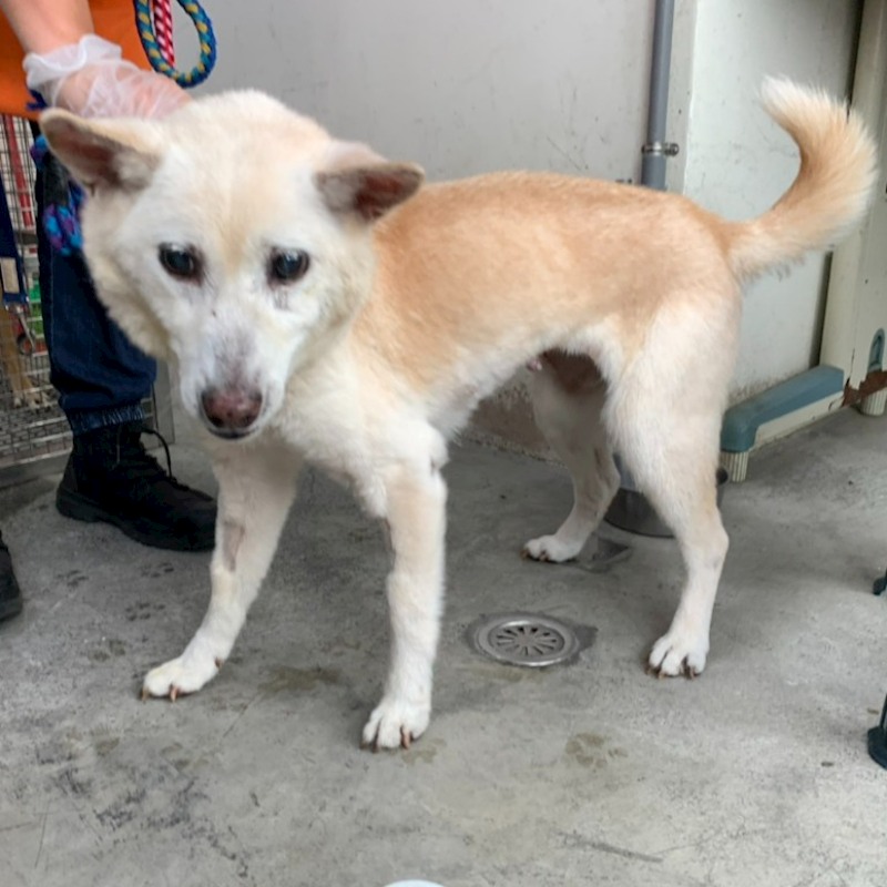 臺北市動物之家,編號:406777, 混種犬          