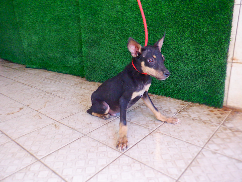 南投縣公立動物收容所,編號:435161, 混種犬          