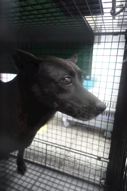 宜蘭縣流浪動物中途之家,編號:435127, 混種犬          
