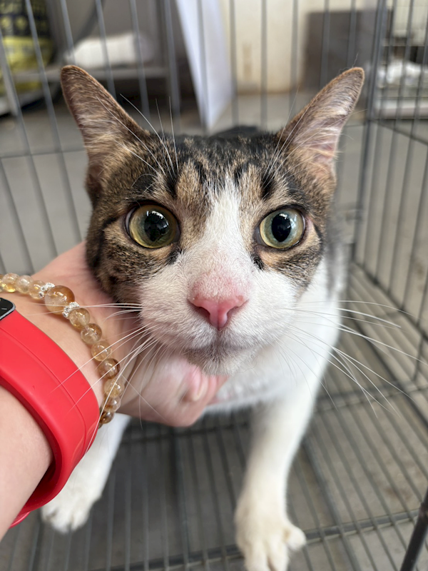 新北市五股區公立動物之家,編號:435115, 混種貓                 