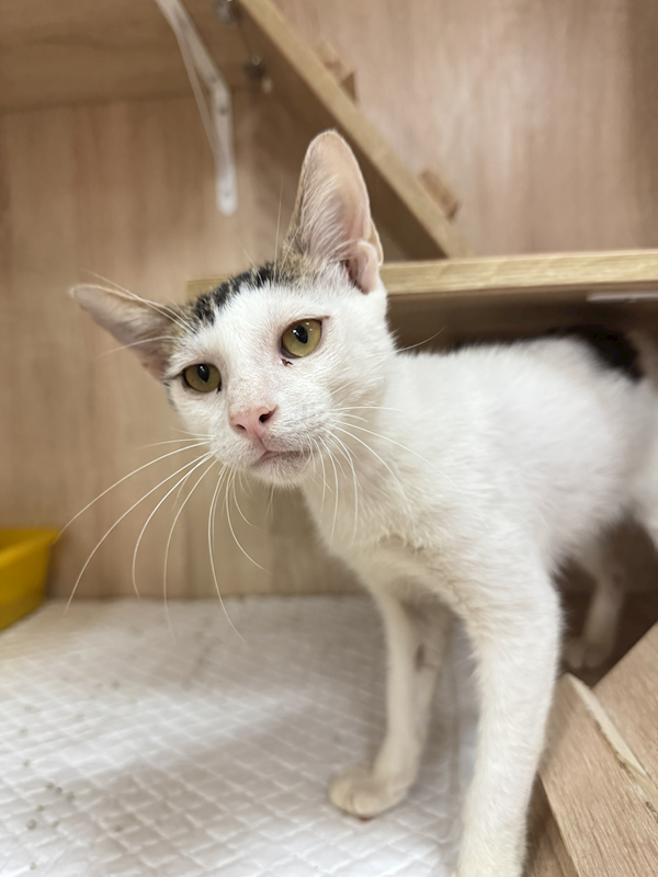 新北市八里區公立動物之家,編號:422327, 混種貓                 