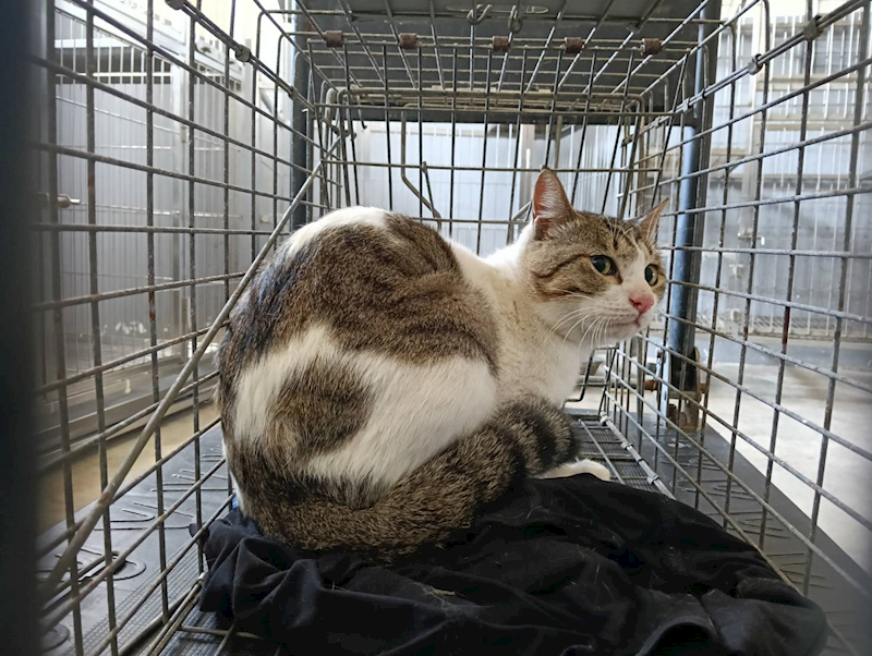 新竹市動物保護教育園區,編號:435079, 混種貓                 