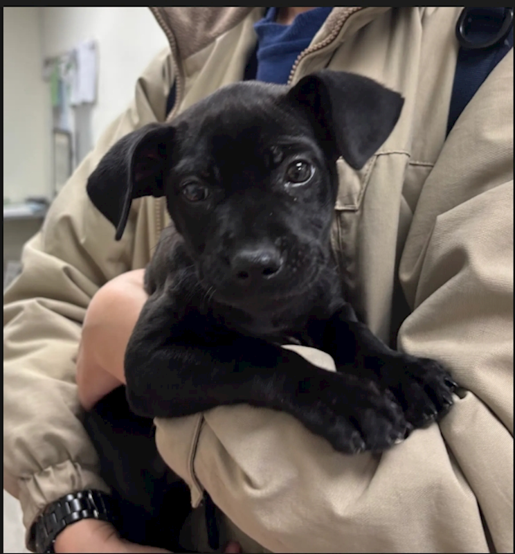 新北市五股區公立動物之家,編號:435240, 混種犬          