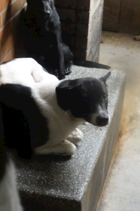 宜蘭縣流浪動物中途之家,編號:435307, 混種犬          