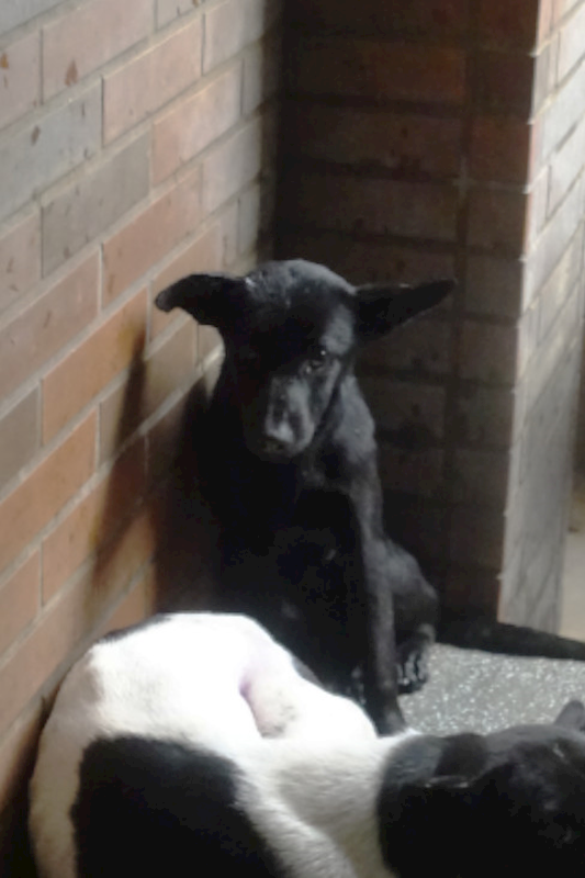 宜蘭縣流浪動物中途之家,編號:435305, 混種犬          