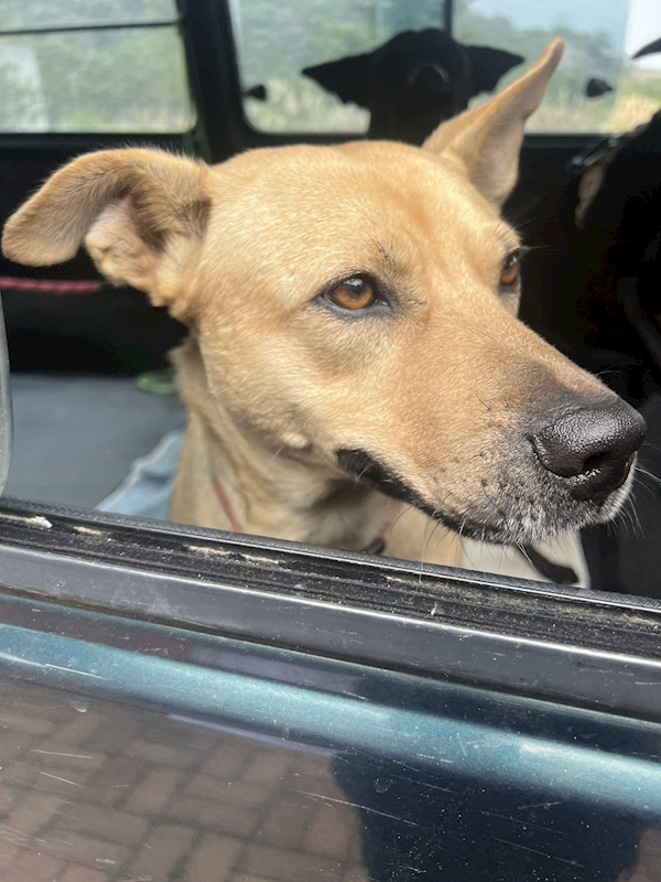 苗栗縣動物保護教育園區,編號:435306, 混種犬          