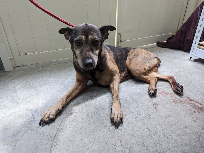 臺北市動物之家,編號:346555, 混種犬          