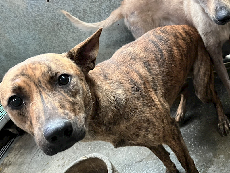 彰化縣流浪狗中途之家,編號:435278, 混種犬          