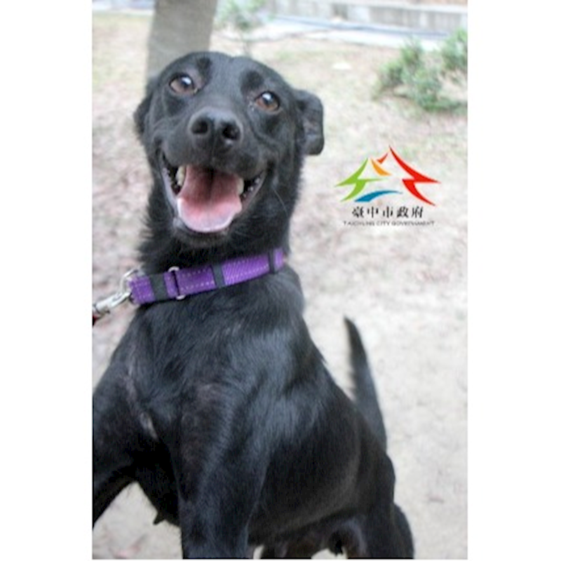 臺中市動物之家后里園區,編號:432135, 混種犬          