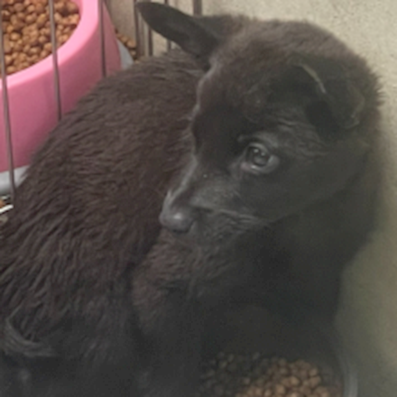 苗栗縣動物保護教育園區,編號:421804, 混種犬          