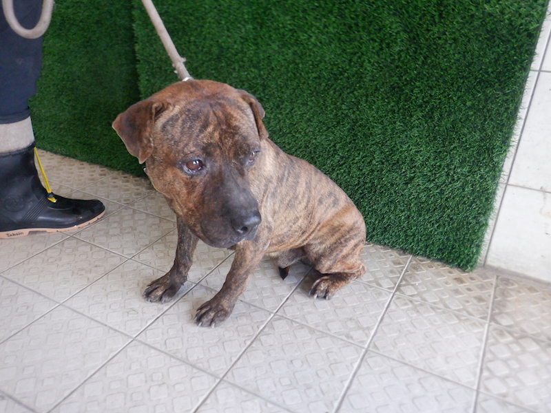 南投縣公立動物收容所,編號:432171, 混種犬          