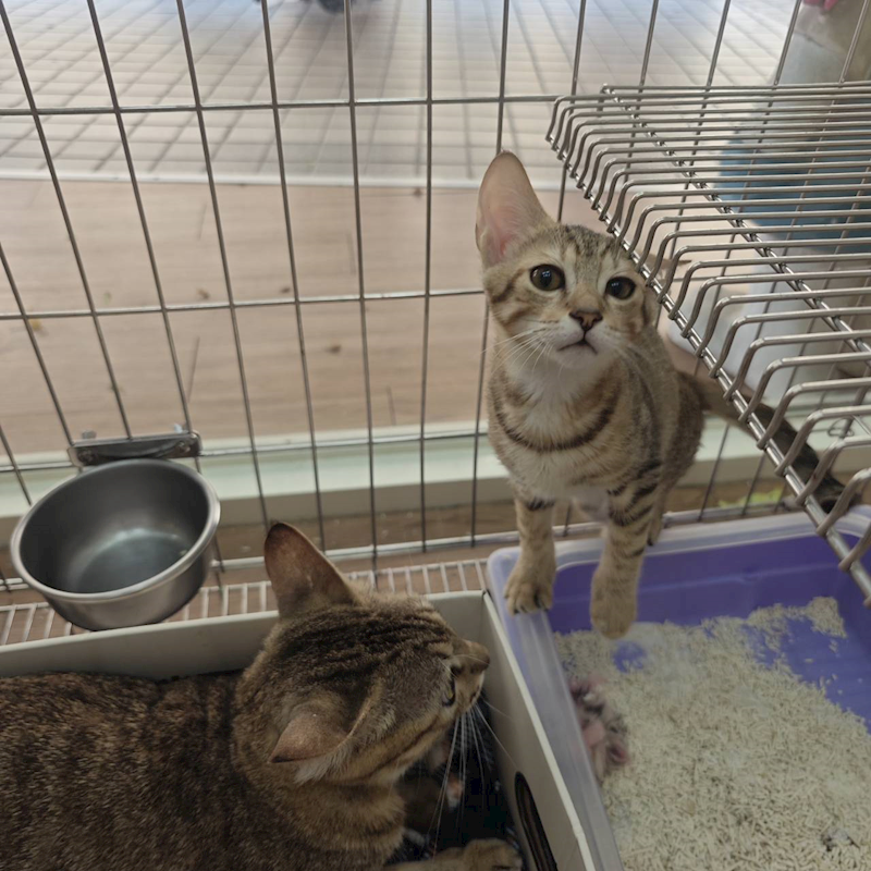 新北市淡水區公立動物之家,編號:426530, 混種貓                 