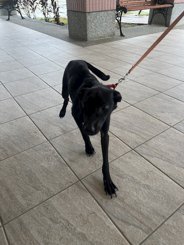 苗栗縣動物保護教育園區,編號:427423, 混種犬          