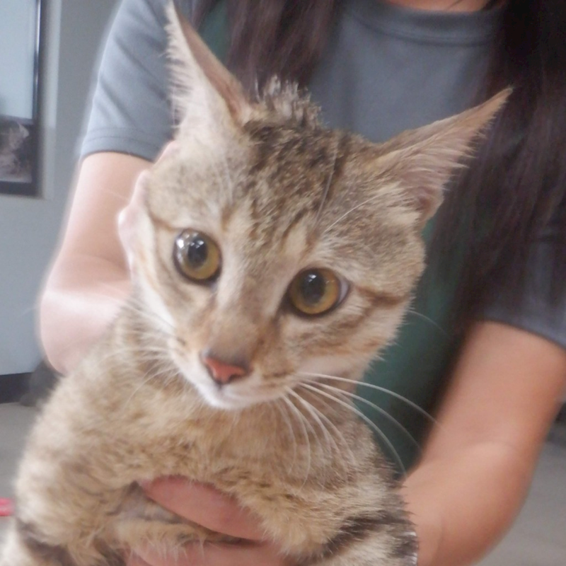 南投縣公立動物收容所,編號:427422, 混種貓                 