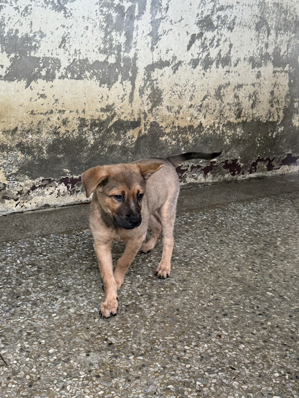 苗栗縣動物保護教育園區,編號:416055, 混種犬          