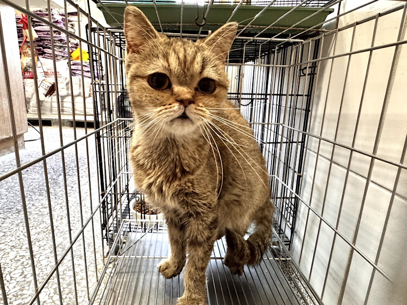 高雄市壽山動物保護教育園區,編號:435273, 英國短毛貓               