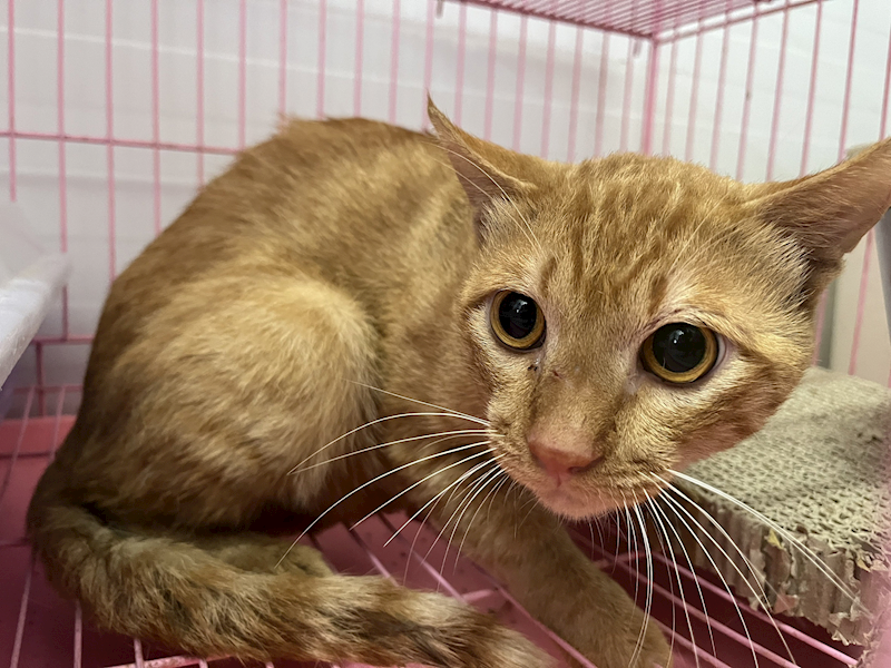 臺北市動物之家,編號:358096, 混種貓                 