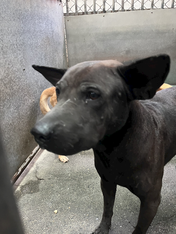 彰化縣流浪狗中途之家,編號:427517, 混種犬          