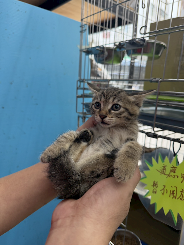 新北市八里區公立動物之家,編號:432605, 混種貓                 