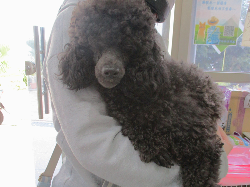 高雄市壽山動物保護教育園區,編號:432566, 貴賓犬        