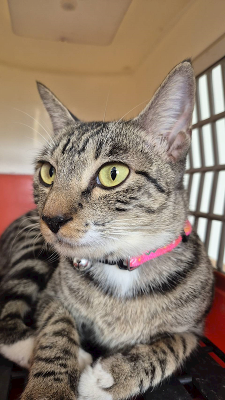 新北市八里區公立動物之家,編號:432665, 混種貓                 