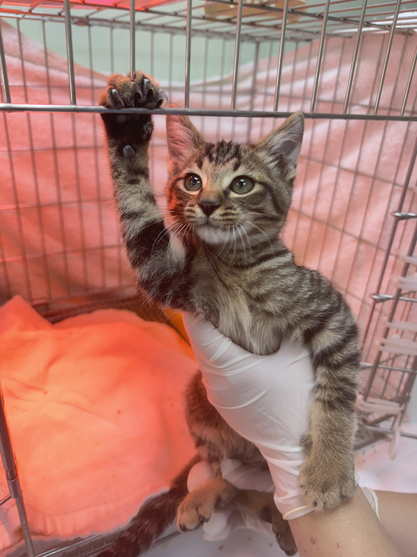 新北市八里區公立動物之家,編號:435334, 混種貓                 