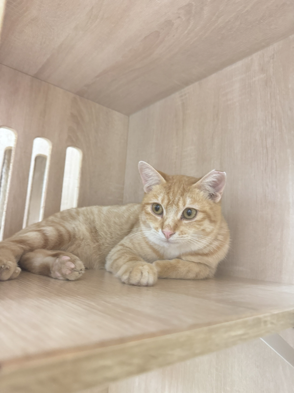 新北市八里區公立動物之家,編號:435341, 混種貓                 