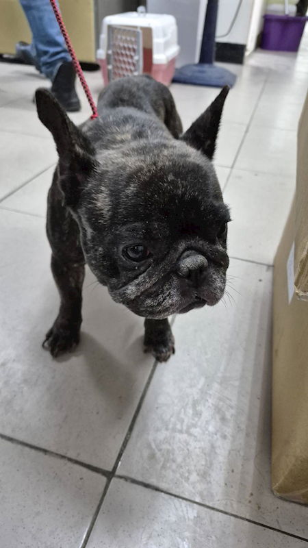 新北市八里區公立動物之家,編號:434784, 鬥牛犬(英國)