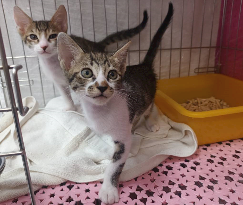 新北市板橋區公立動物之家,編號:435435, 混種貓                 