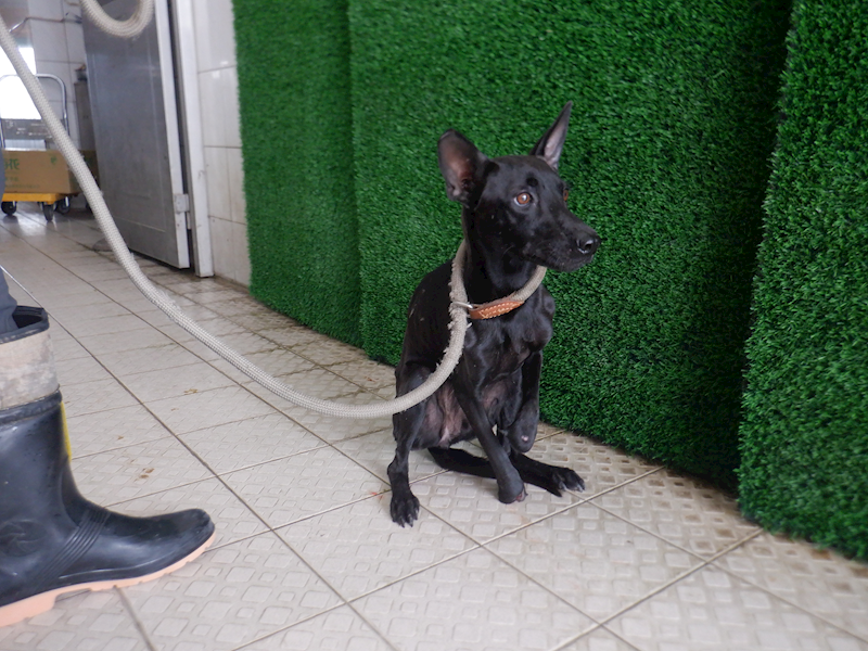 南投縣公立動物收容所,編號:435487, 混種犬          