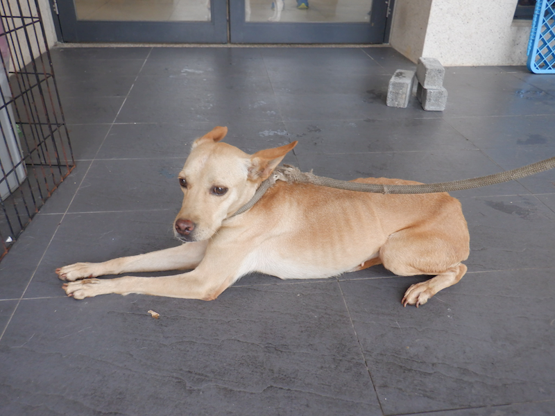 南投縣公立動物收容所,編號:435488, 混種犬          