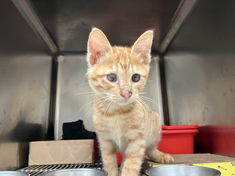 新竹市動物保護教育園區,編號:435470, 混種貓                 