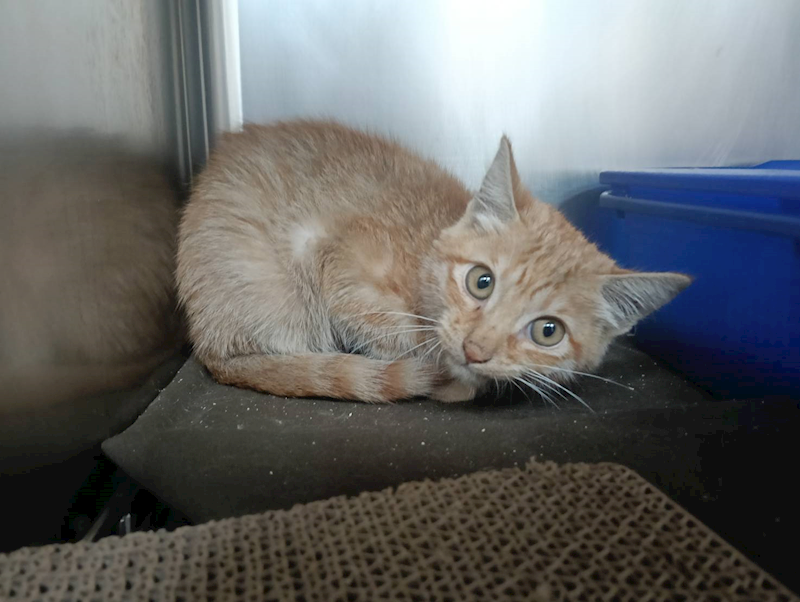 新竹市動物保護教育園區,編號:433322, 混種貓                 