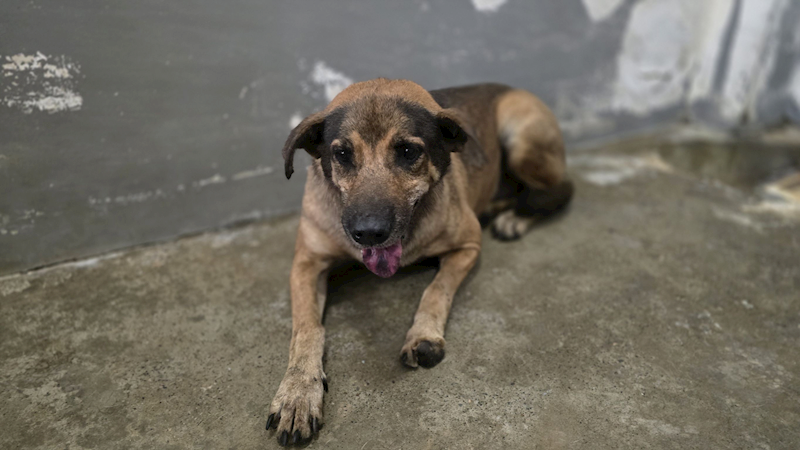 新竹市動物保護教育園區,編號:435600, 混種犬          