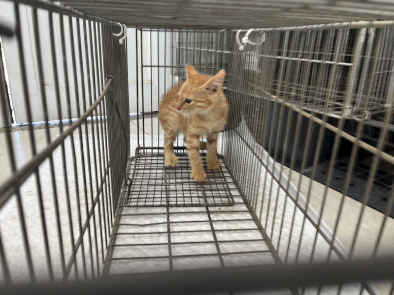 金門縣動物收容中心,編號:435597, 混種貓                 