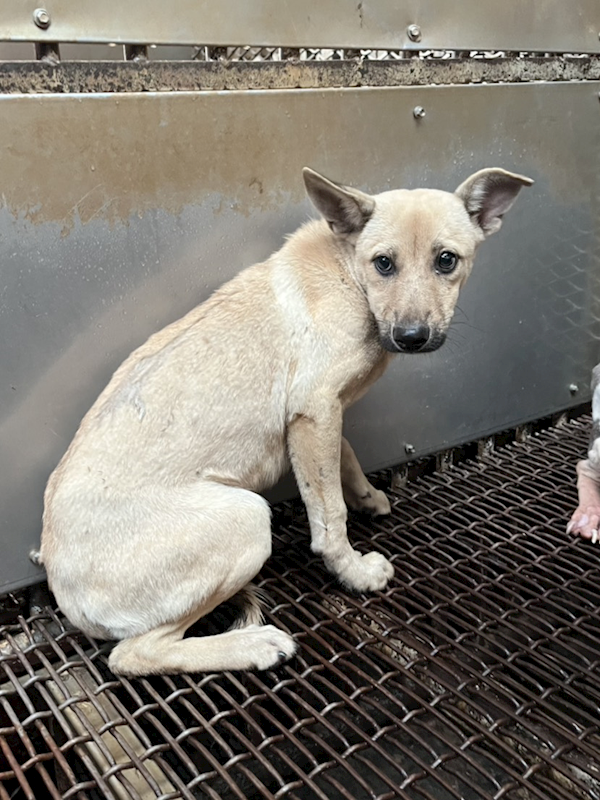 彰化縣流浪狗中途之家,編號:432805, 混種犬          