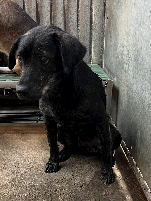 彰化縣流浪狗中途之家,編號:434322, 混種犬          